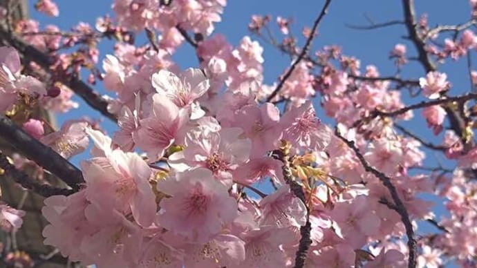 三浦海岸桜まつり2025