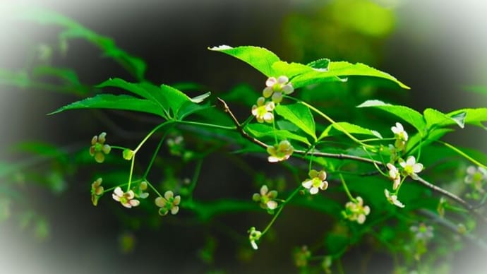 五月の風に吹かれて～ 吊り花　冬青　菩提樹の花が ゆれていました～　🌱🌳🌞🌱
