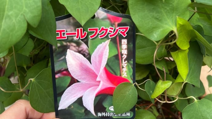 *エールフクシマ*クレマチス開花鉢の花後剪定&植え替え