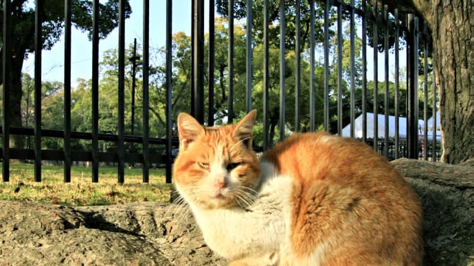光と影~東寺で生きていた猫たち ボス猫