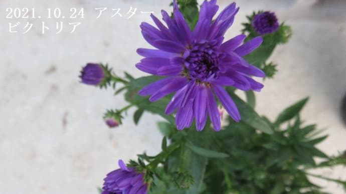 木枯らし1号の日