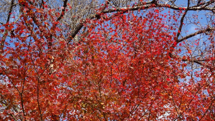 紅葉の季節