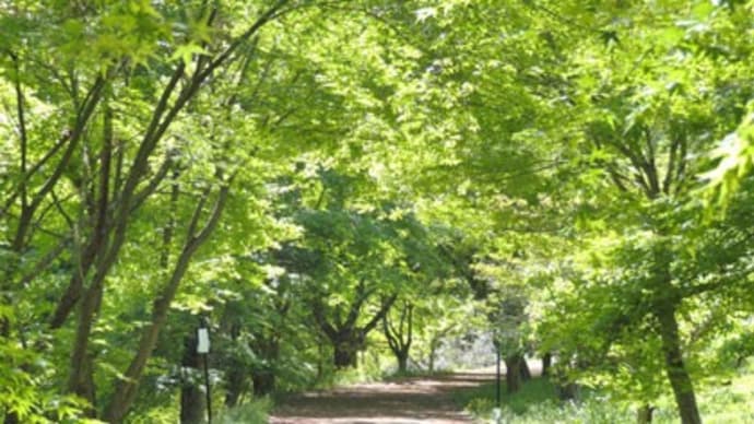 わち山野草の森2023(3)