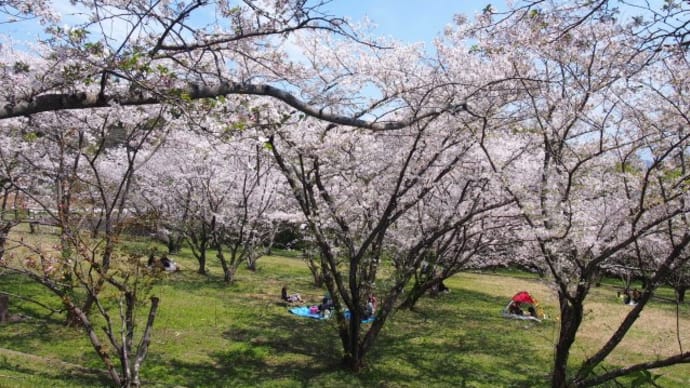 不知火グラウンド桜園