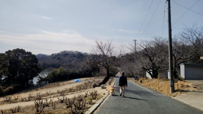 種松山公園西園地@蝋梅