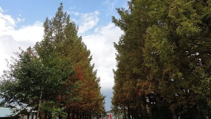 HG吉峰山で晩秋を彩る植物