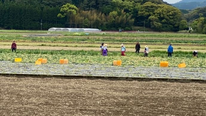 サラダ玉ねぎ収穫風景