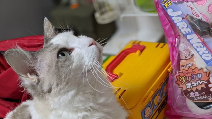 猫のマッサージグッズ