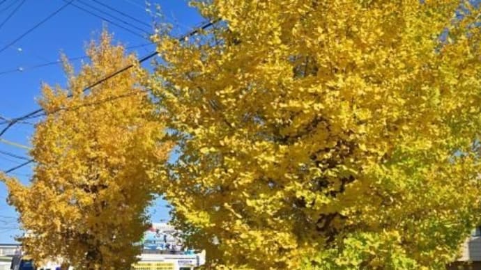 銀杏の紅葉、其の四