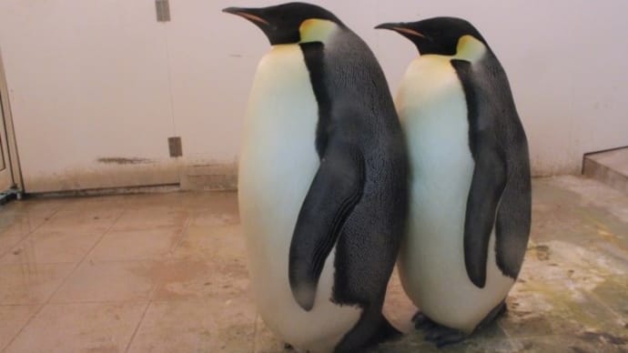 皇帝ペンギンの仲良し
