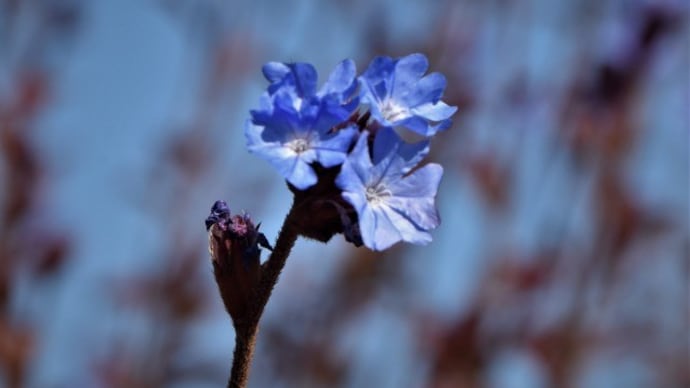 爽やかな花色のブータンルリマツリ