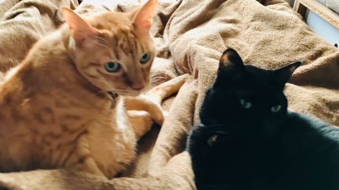 猫、あったか重い