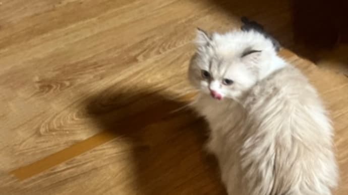 マルベックは無事に里親さんの下へ