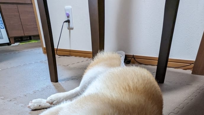差し歯が折れた!