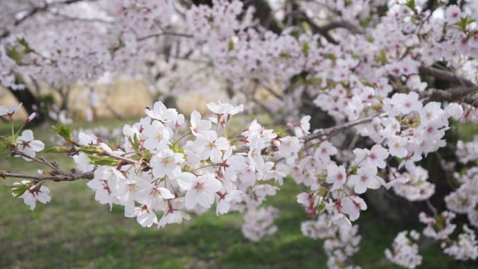 伊勢市「宮川堤の桜」見てきました～(^^) 