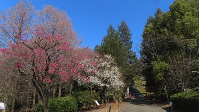 紅梅白梅マンサク咲いた~宇治市植物公園2025/3上旬(4)