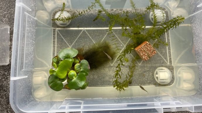ホテイアオイにアオミドロが繁茂