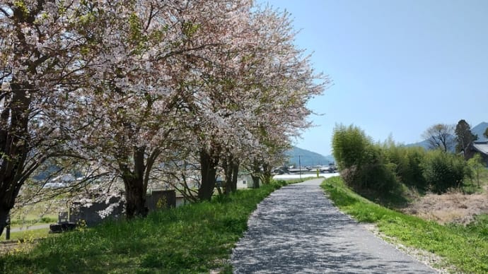 今年最後の花見🌸