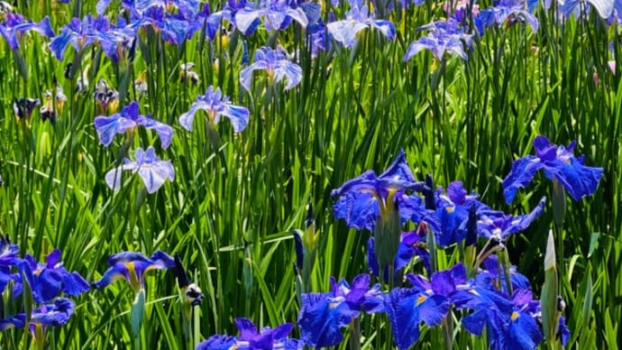 花しょうぶと紫陽花