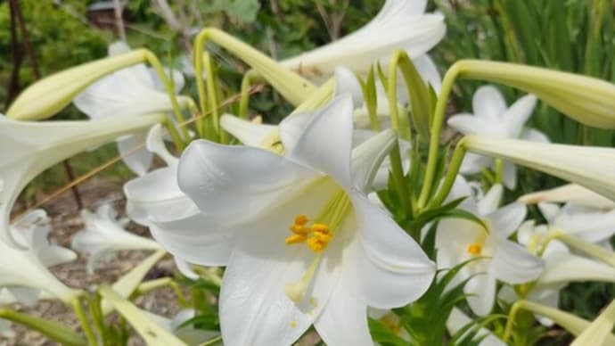 この状態で医者に出来ることは、何も無い4
