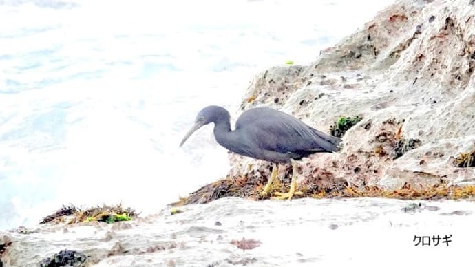 01/20探鳥記録写真-2:狩尾岬の鳥たち(クロサギ三昧、)