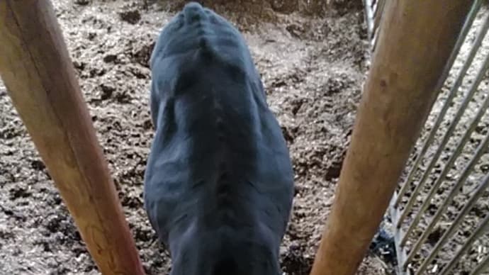 今日も毛刈り。 クジャクサボテン、シンビジウムの蕾。