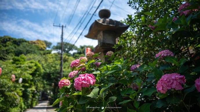 四葩の街角【妙法寺/安国論寺/五所神社/補陀洛寺】大町から材木座へ紫陽花を巡る