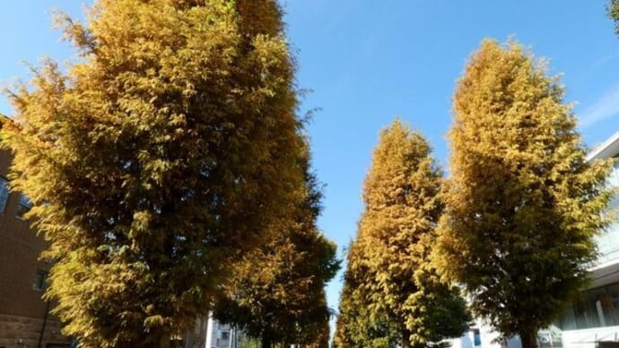 ・ 大和 ふれあいの森　秋を楽しみながら紅葉の下見散歩　　（2022/11/10）