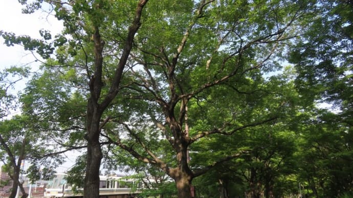 ユリノキ開花!~梅小路定点散歩2025/5中旬