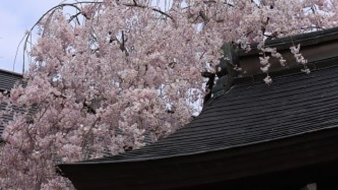 桜祭りはこれからなのに。。。