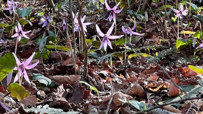 春の葛城山（カタクリとギフチョウとスプリングエフェメラルと・・・）