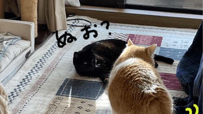 猫の心療内科?