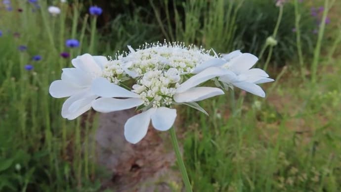 初夏に咲く白い花 四季折々