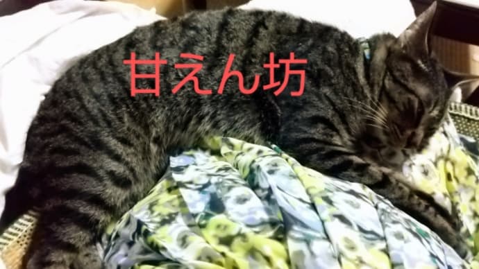 甘えん坊巨大警報中🎵