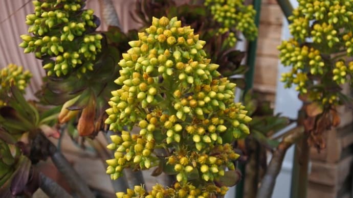多肉植物、黒法師(くろほうし)に花が!