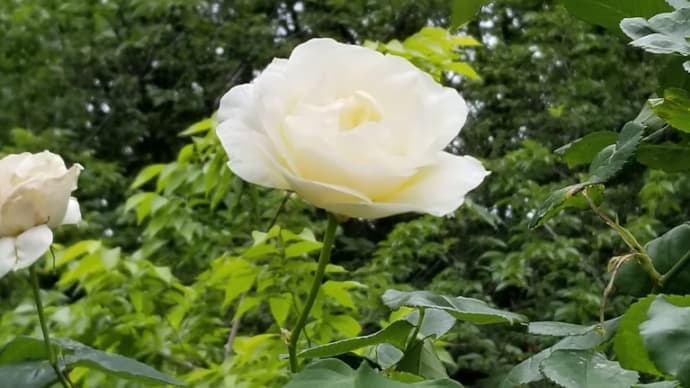占い師 神田明人(あきお)先生