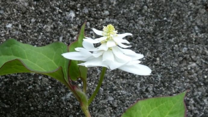 八重のドクダミ