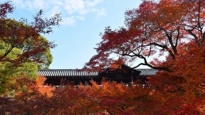 東福寺の紅葉