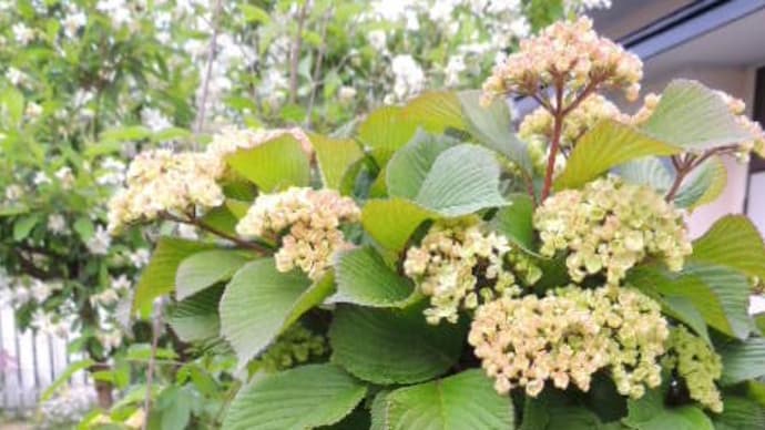 ビバーナム~チョウジソウ~シラーカンパニュラータ開花が止まらない