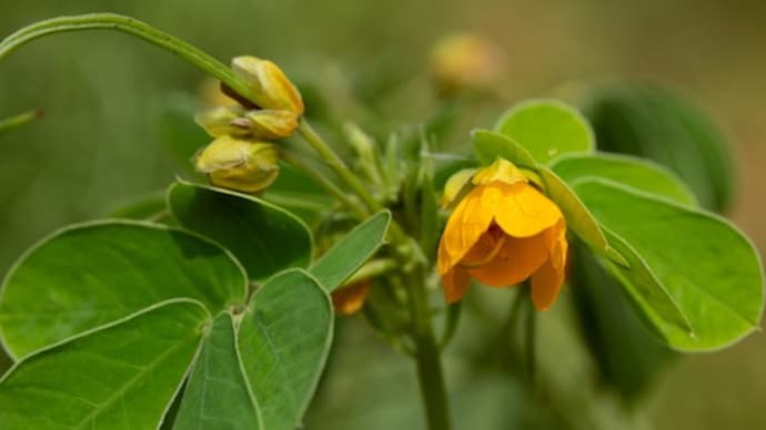 ハブ茶の原料はこの植物の種子であることも……