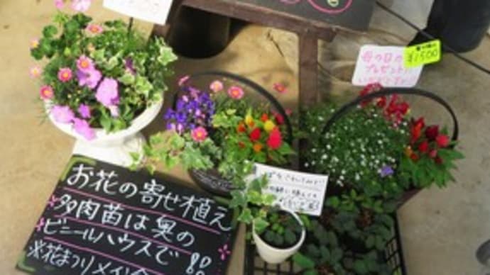 春の花まつり こんな花たちがお待ちしています!!