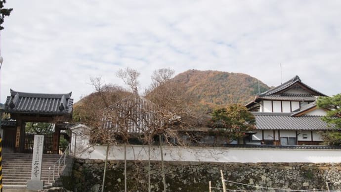石光寺の寒ボタン(奈良県葛城町)