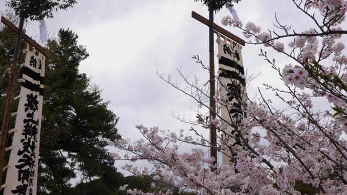 鎌倉八幡宮の桜