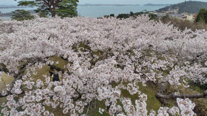 西行戻しの松公園で満開の桜を見る!