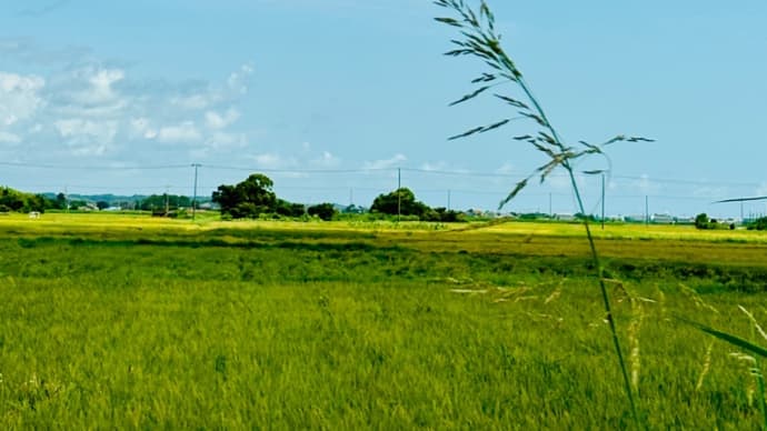 まだ夏ですね。