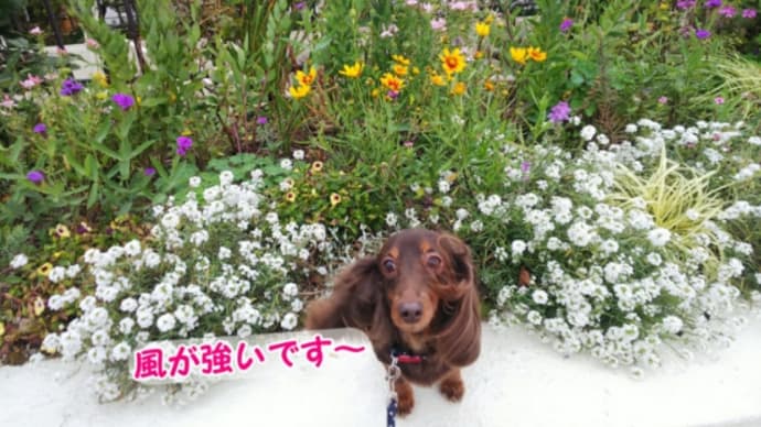 久しぶり過ぎる南京町~六甲山へも~