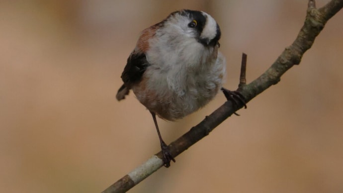 「野鳥の森」でエナガなど ・・・ 3月31日 探鳥ウォークで