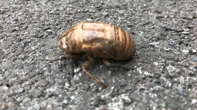 今年初めてのセミの抜け殻