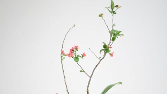 ボケ(木瓜)にハランの面を合わせて・生花・新風体