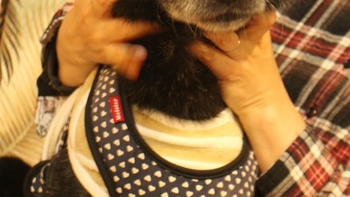 大和のお泊り 前編
